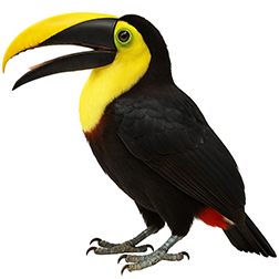 Choco Toucan